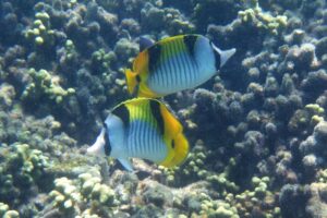 two colourful fish over the coral