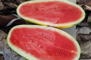 detail of a melon cut in half