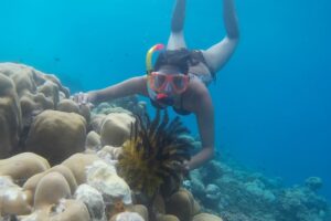 snorkeling woman touching coral