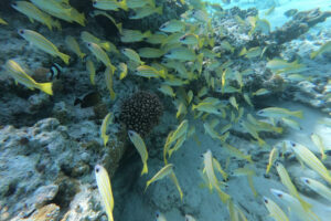 coral reef with yellow fishes