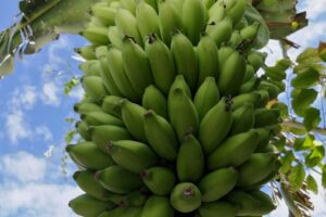 detail of ripening green bananas