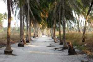 palm avenue and sandy path