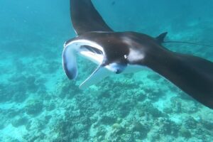 manta ray floating above the coral