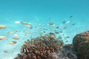 fish swimming around the coral