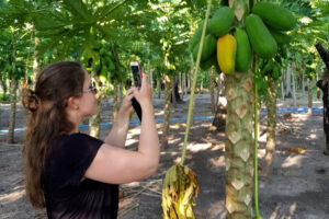 Woman taking pictures of ripening fruit on a tree
